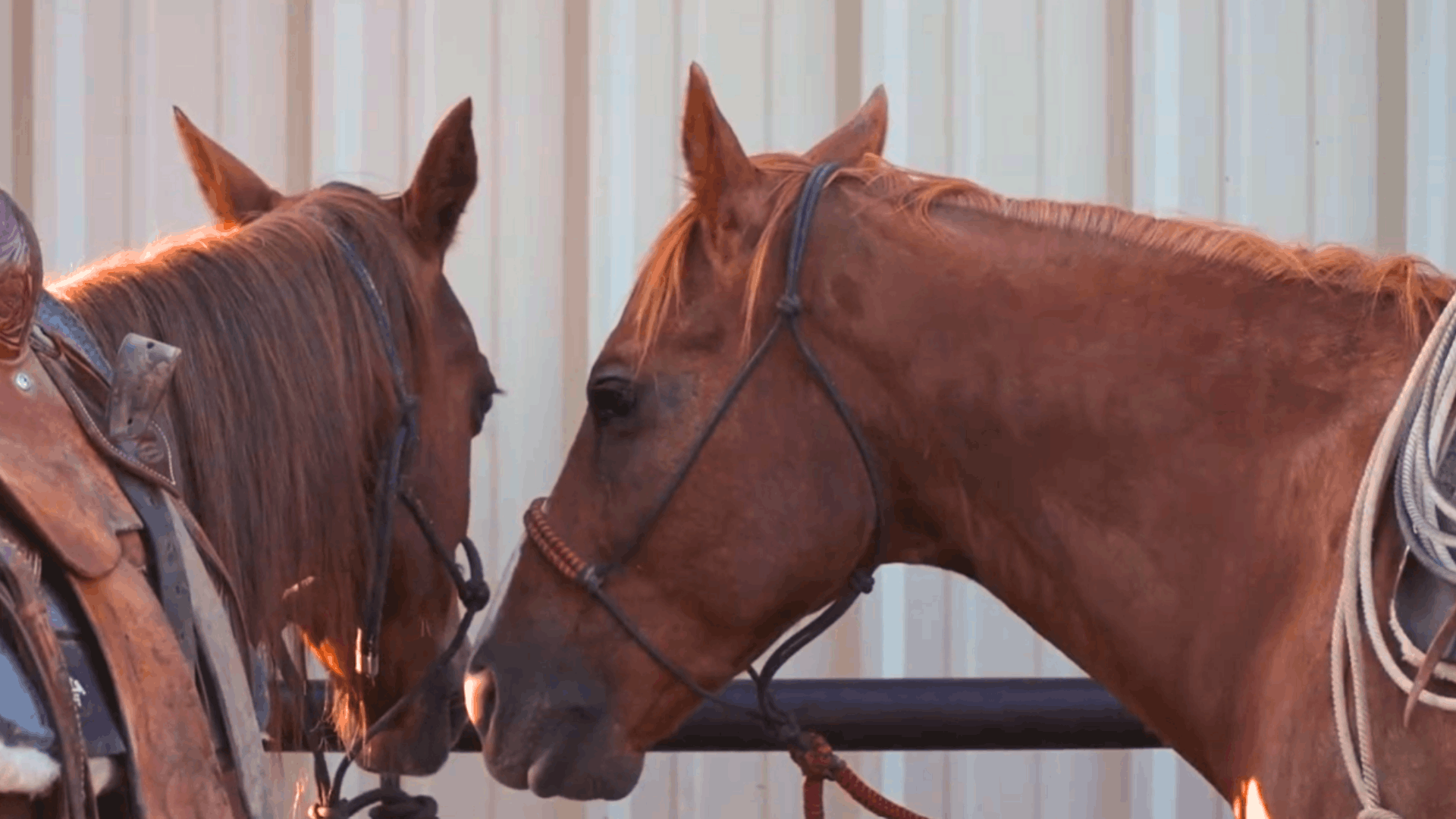 Equine Fly Control