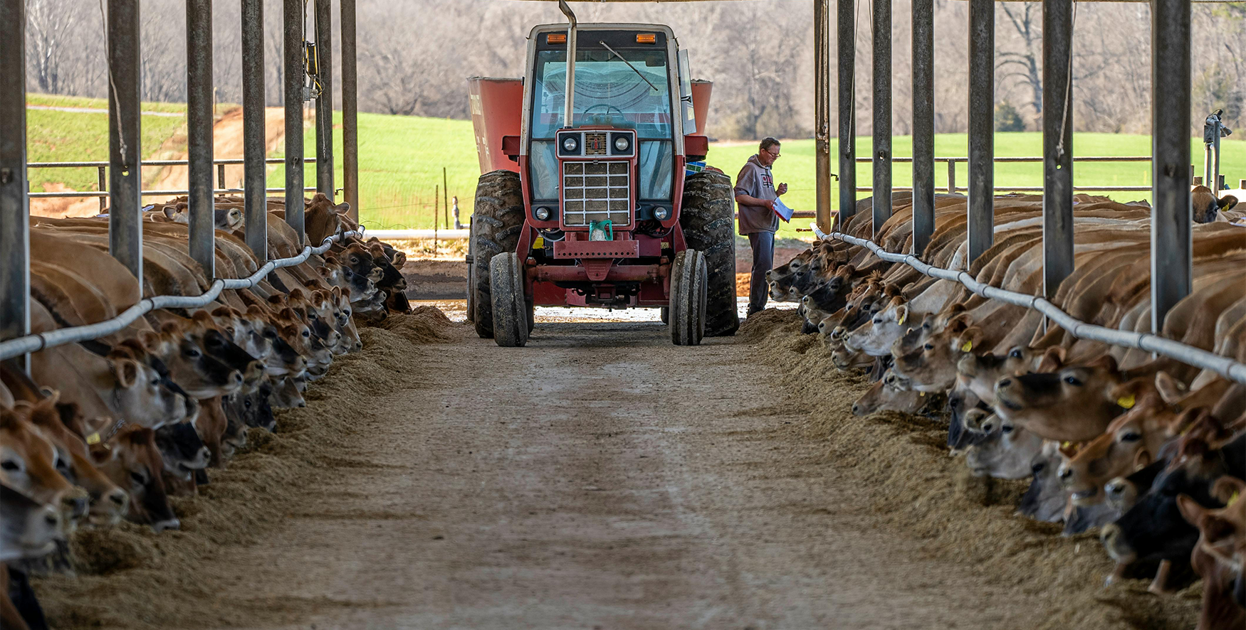 IPM Cattle