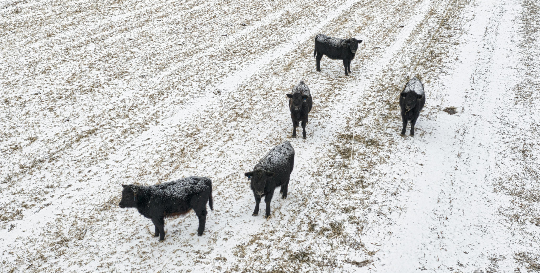 Winter Checklist for Livestock Owners