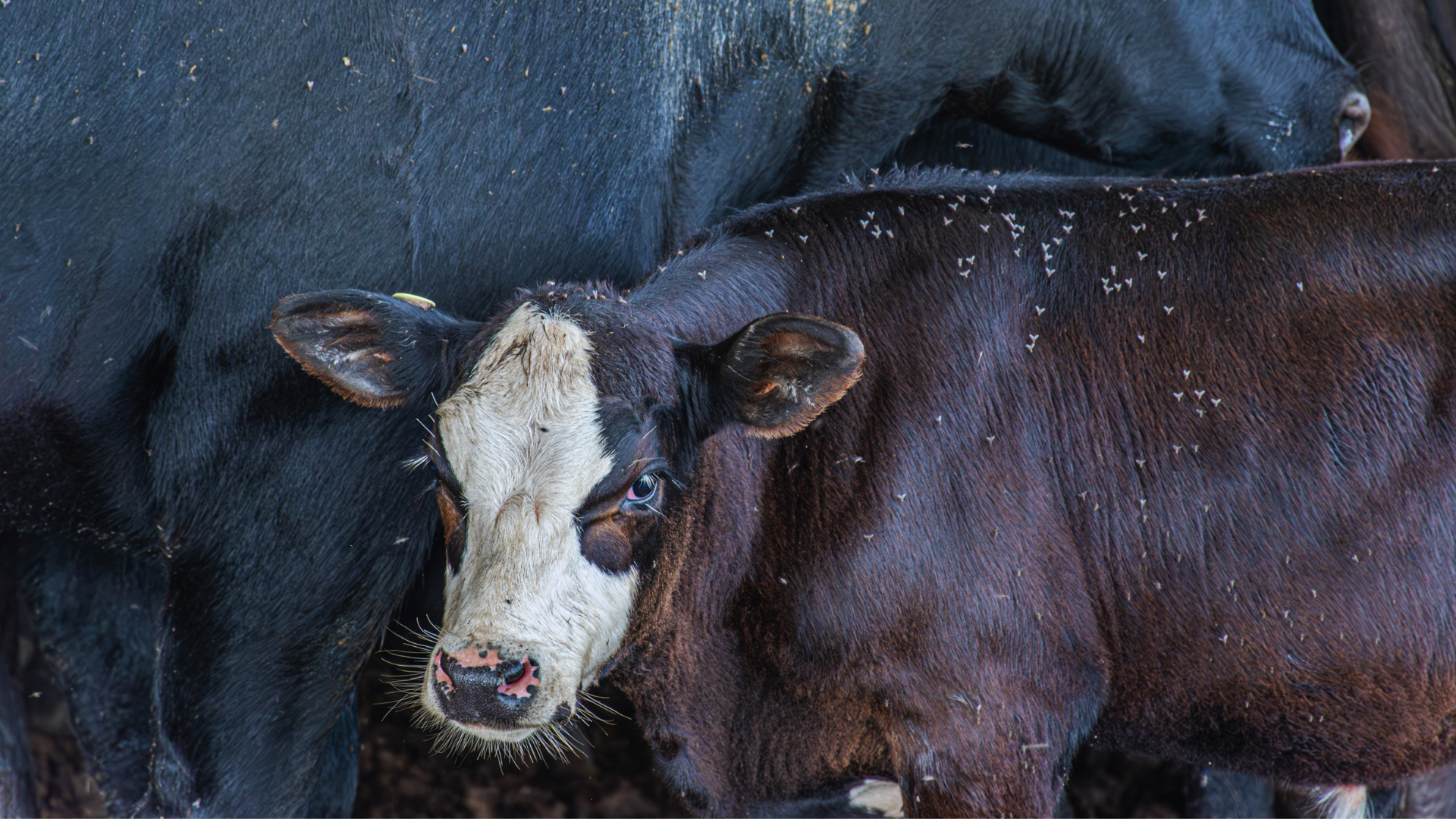 Cattle image 2 (1)