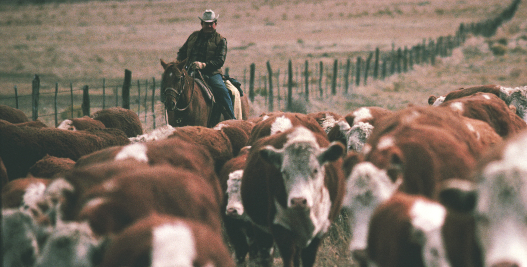 Winter Checklist for Livestock