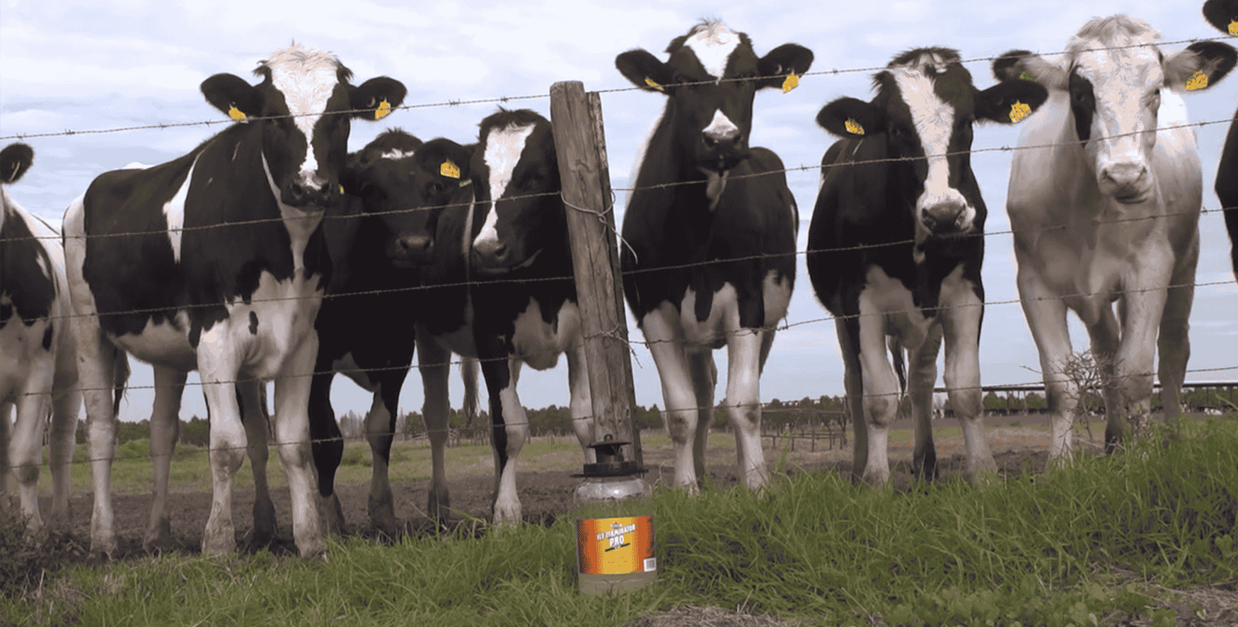 Cows with FLY TERMINATOR PRO