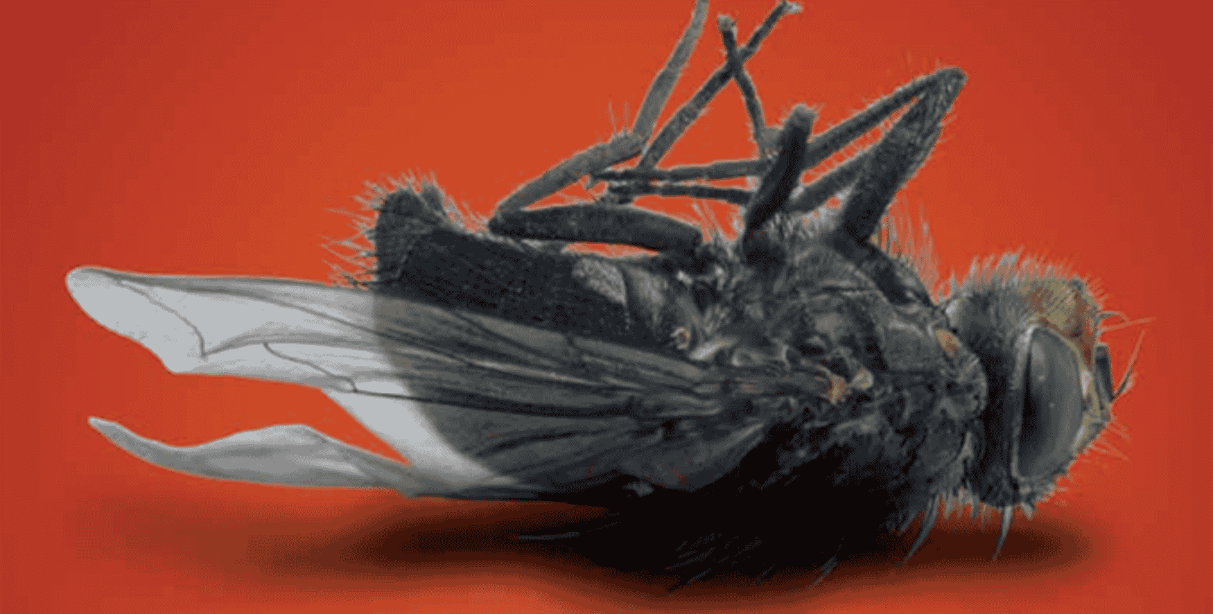 dead fly