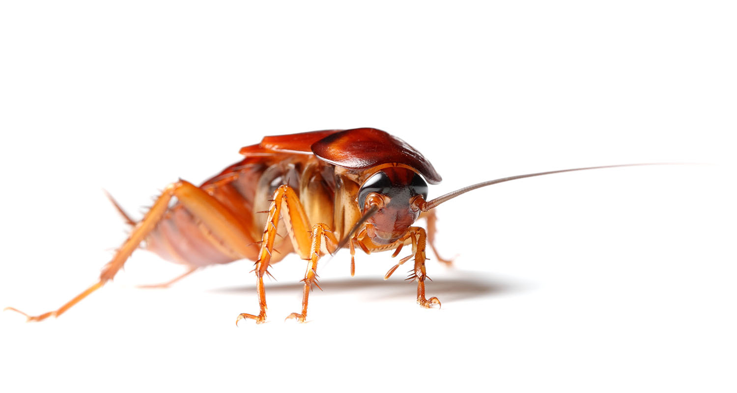 Signs of Cockroach Infestations