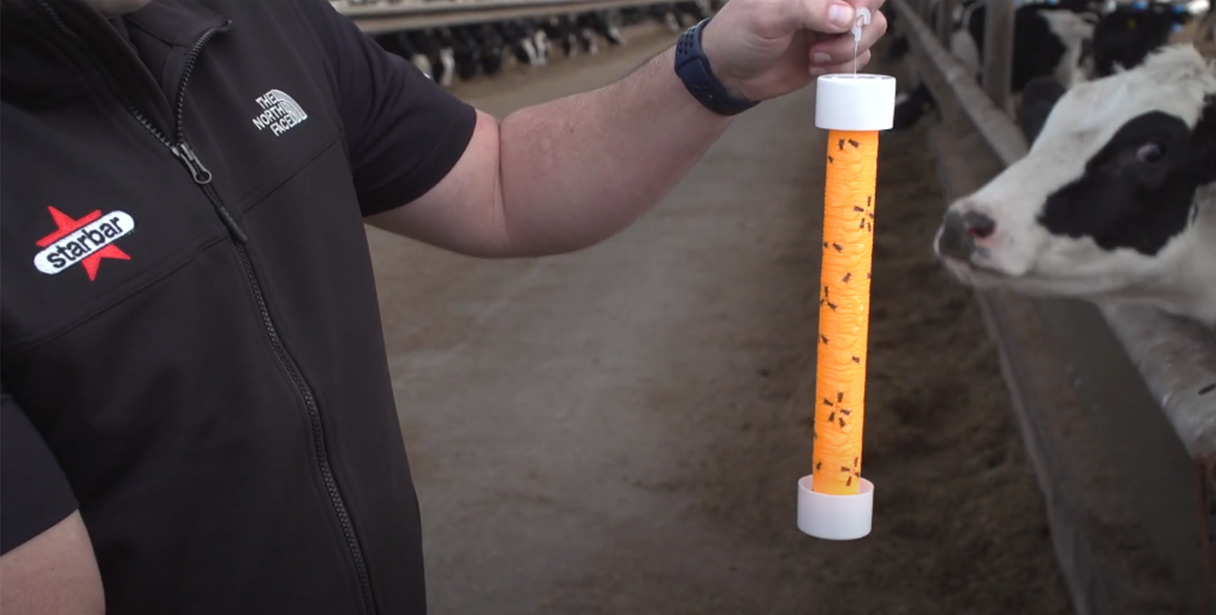 Starbar Traps in action