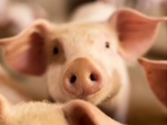 close up picture of pig face within a group of pigs