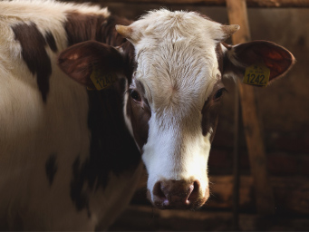 close up of brown and white beef cow head