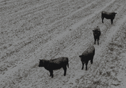 Winter checklist - mobile