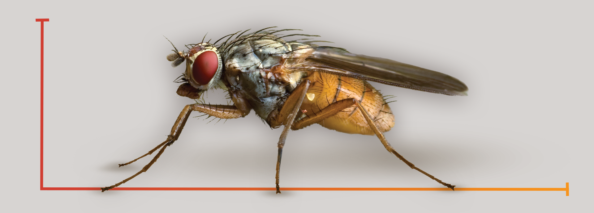 23-042_ Starbar_FlyCategory_Page_Header