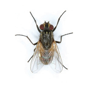 housefly