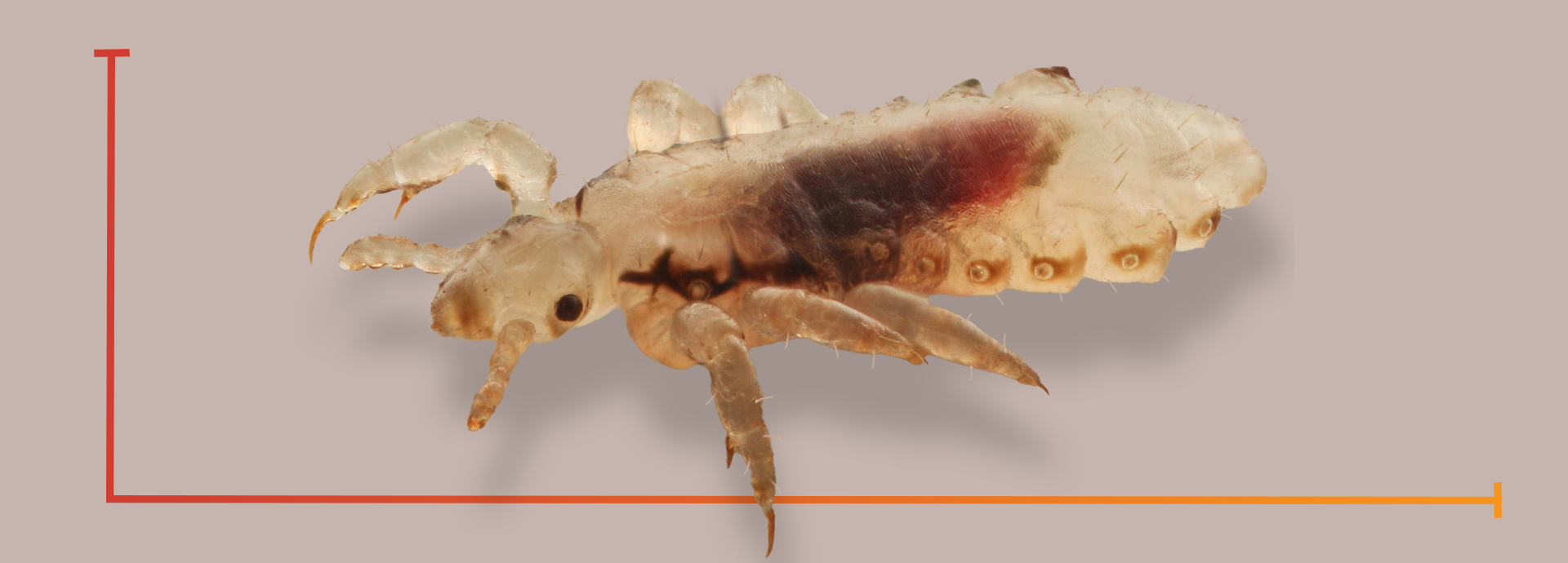 Starbar_LiceCategory_Page_Header