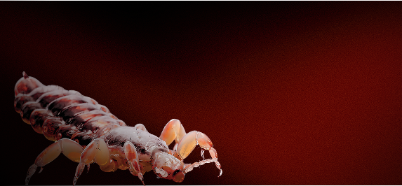 Banner Lice - mobile