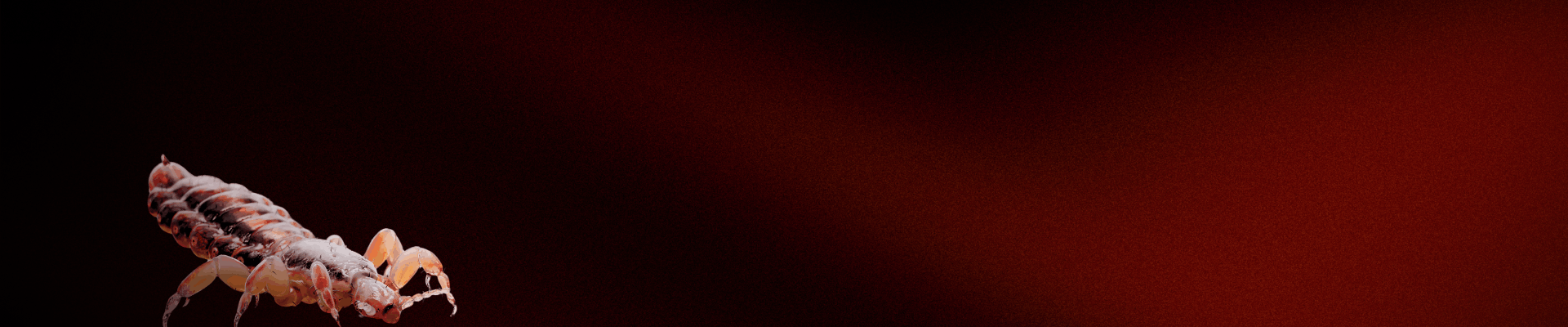 Banner Lice