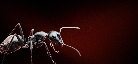 Banner Ants - mobile