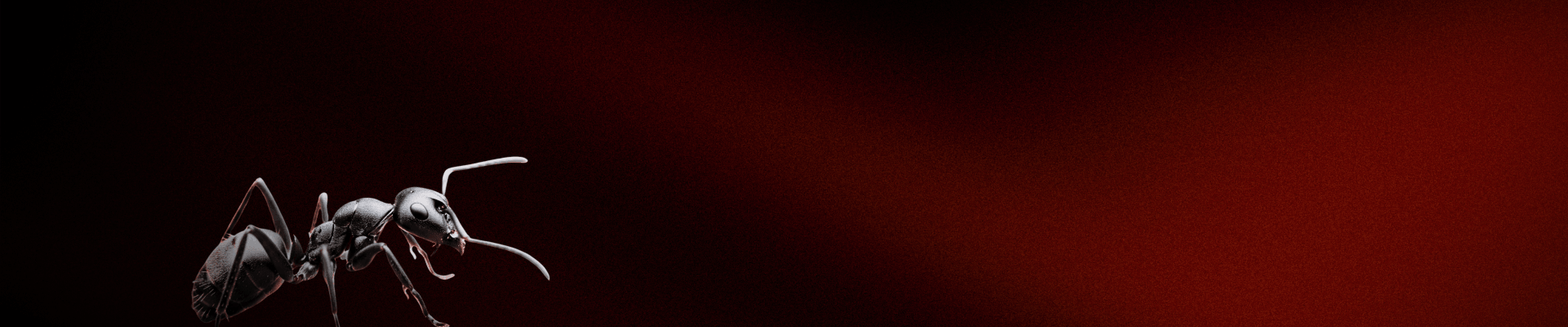 Banner Ants