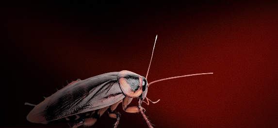 Banner Cockroach - mobile