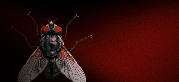 Banner Flies - mobile